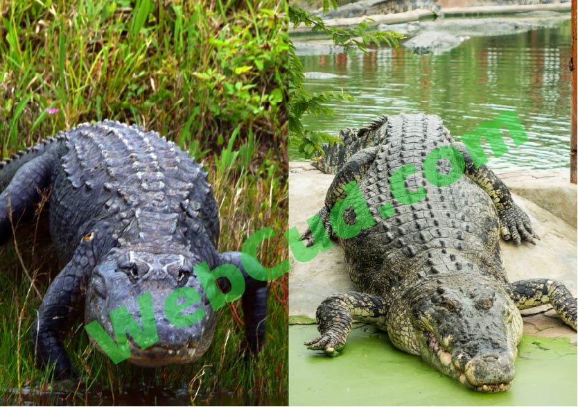 Difference Between Alligator and Crocodile